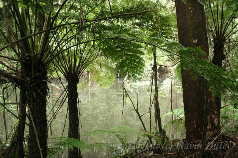 Tree ferns, Olinda Arboretum.JPG